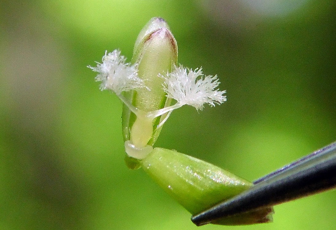 Изображение особи Melica uniflora.