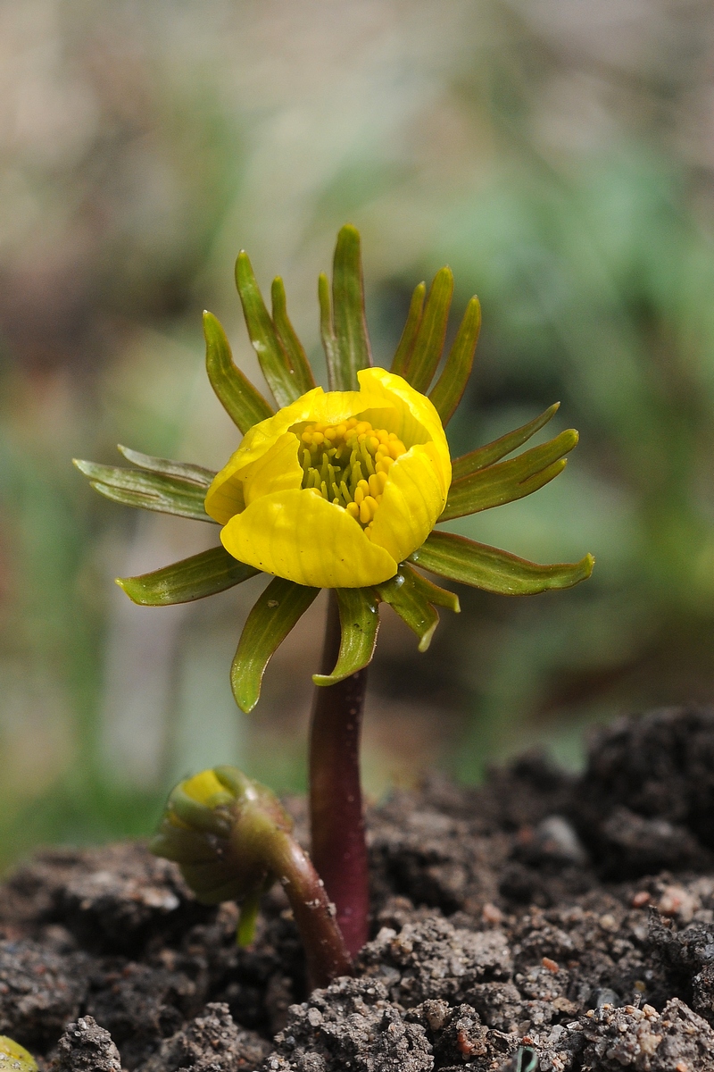 Image of Eranthis cilicica specimen.