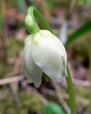 Moneses uniflora. Цветок. Свердловская обл., окр. г. Североуральск, моховой сосняк с елью на известняках. 21.06.2007.