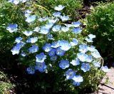 Nemophila menziesii