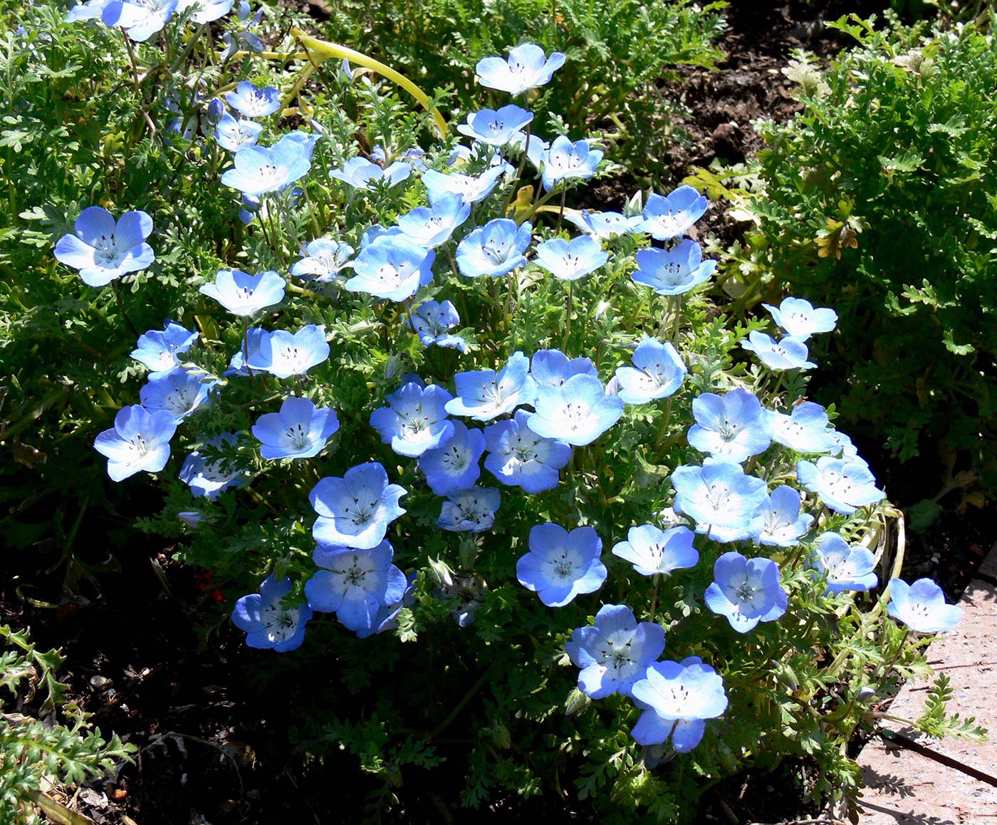 Изображение особи Nemophila menziesii.