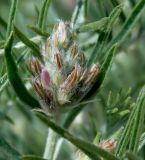 Astragalus circassicus