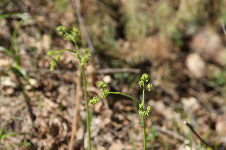 Изображение особи Pteridium pinetorum.