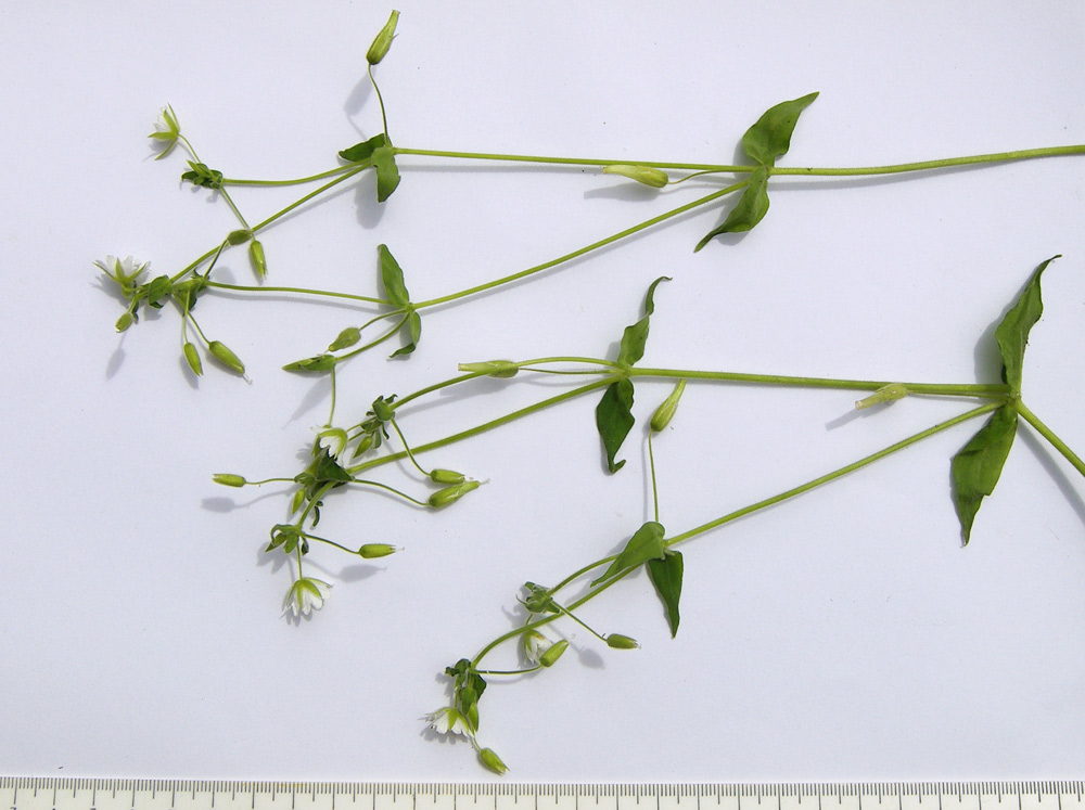 Image of Cerastium nemorale specimen.