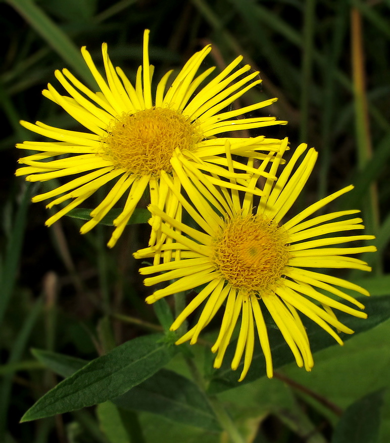 Image of Inula japonica specimen.