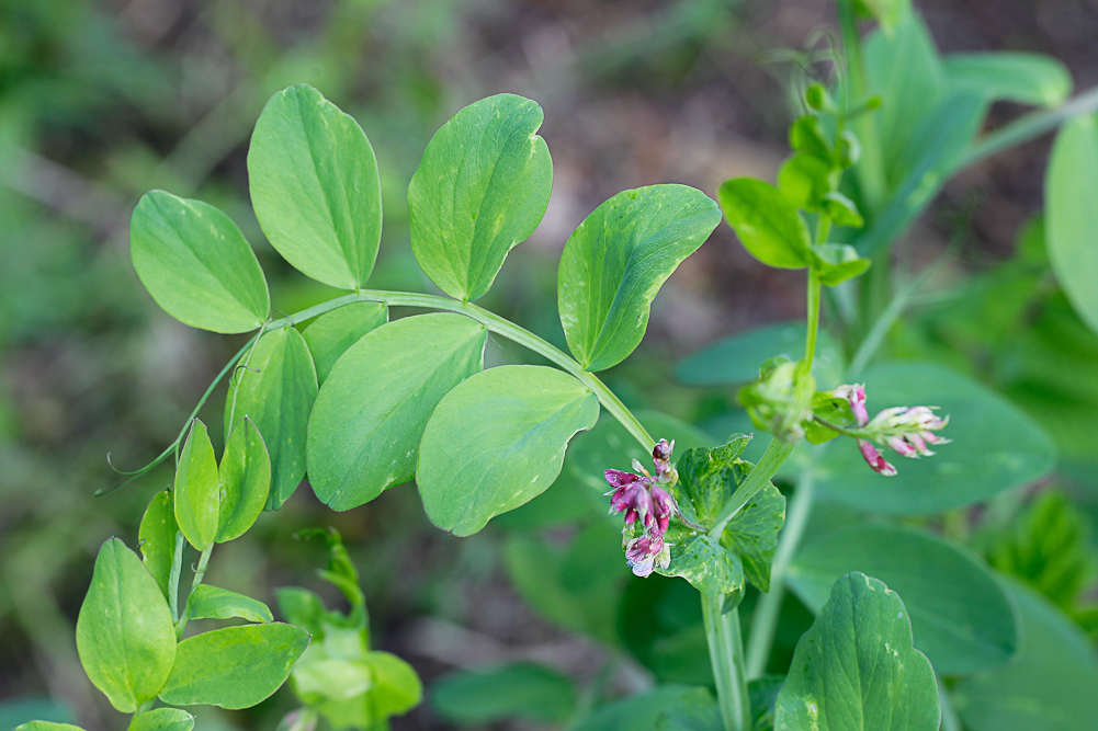 Изображение особи Lathyrus pisiformis.