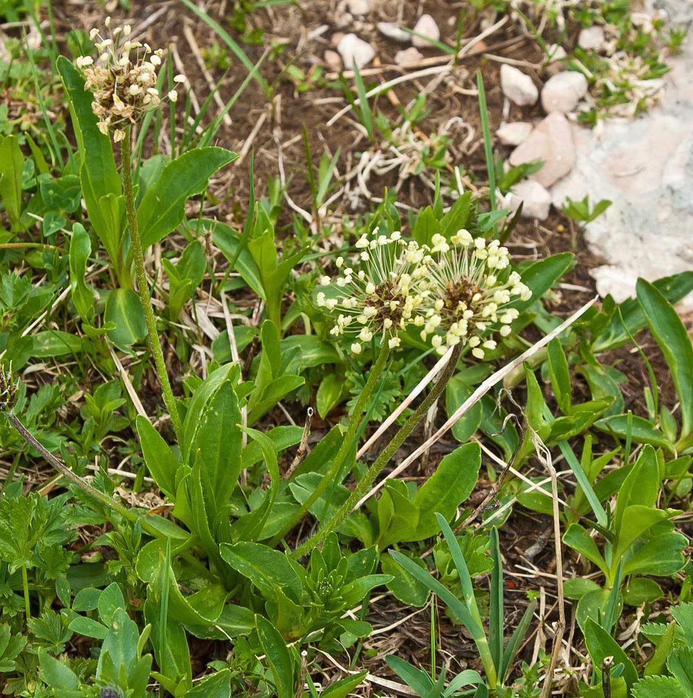 Изображение особи Plantago atrata.