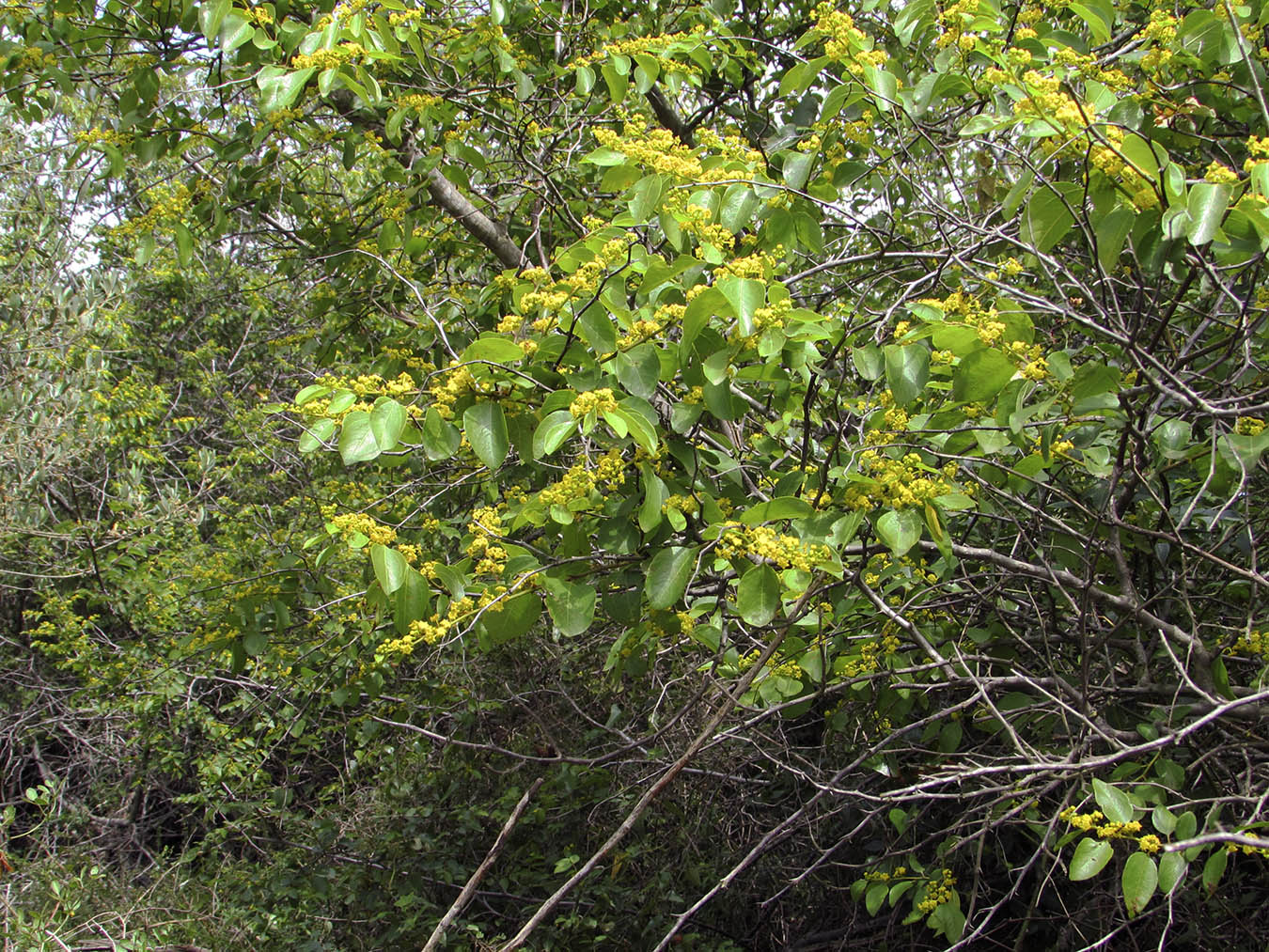 Image of Paliurus spina-christi specimen.