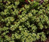 Scleranthus annuus. Верхушки цветущих побегов. Московская обл., Раменский р-н, окр. ж.-д. платформы Хрипань, смешанный лес у ЛЭП. 13.06.2016.