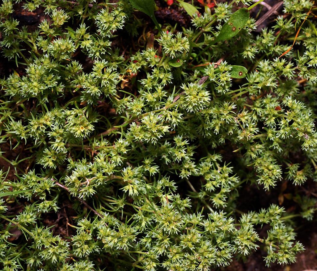 Image of Scleranthus annuus specimen.