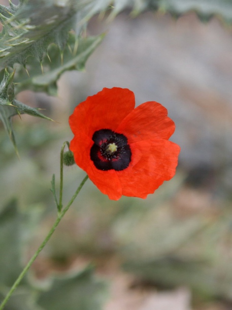 Image of Papaver pavoninum specimen.