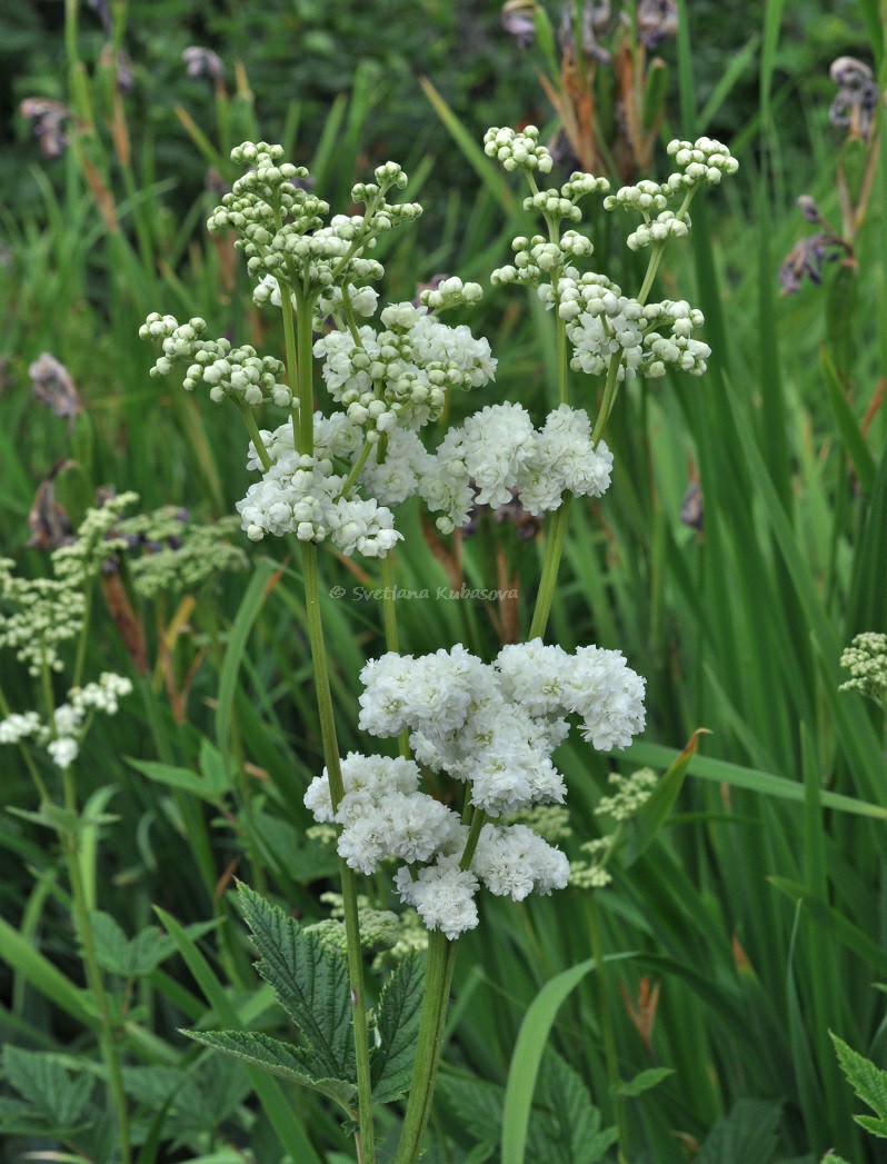 Image of Filipendula ulmaria specimen.