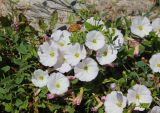 Convolvulus arvensis