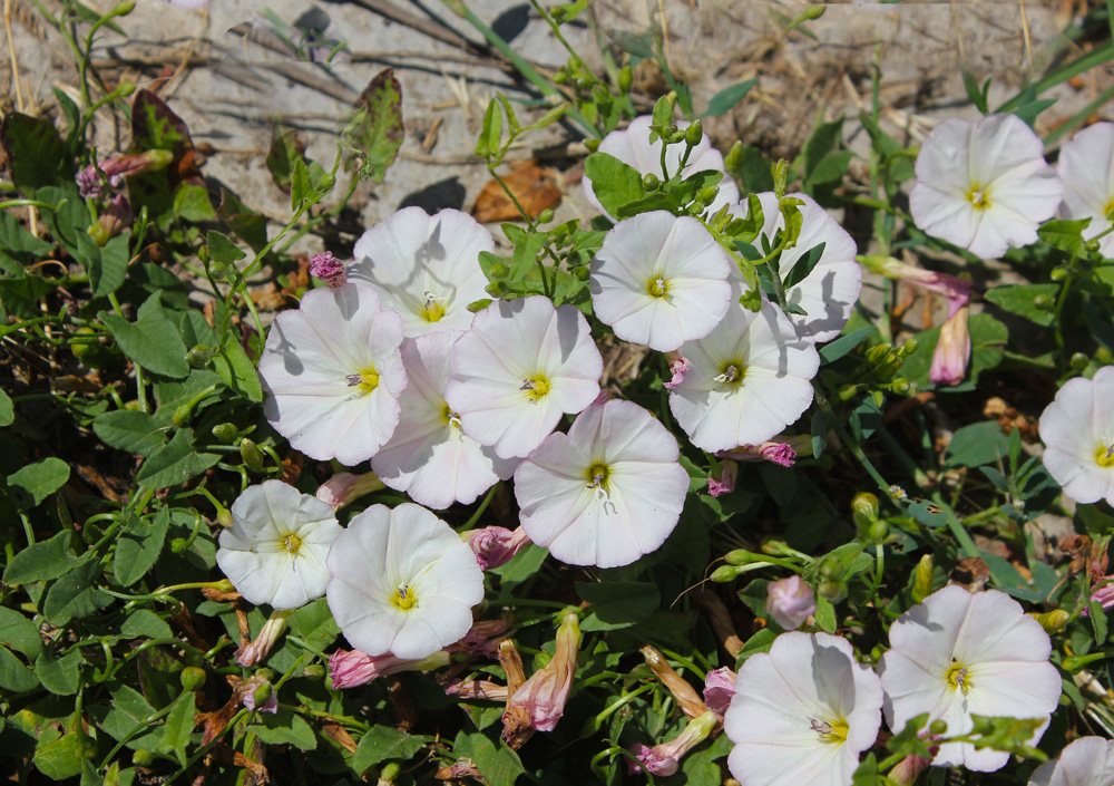 Изображение особи Convolvulus arvensis.