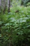 Epipactis helleborine