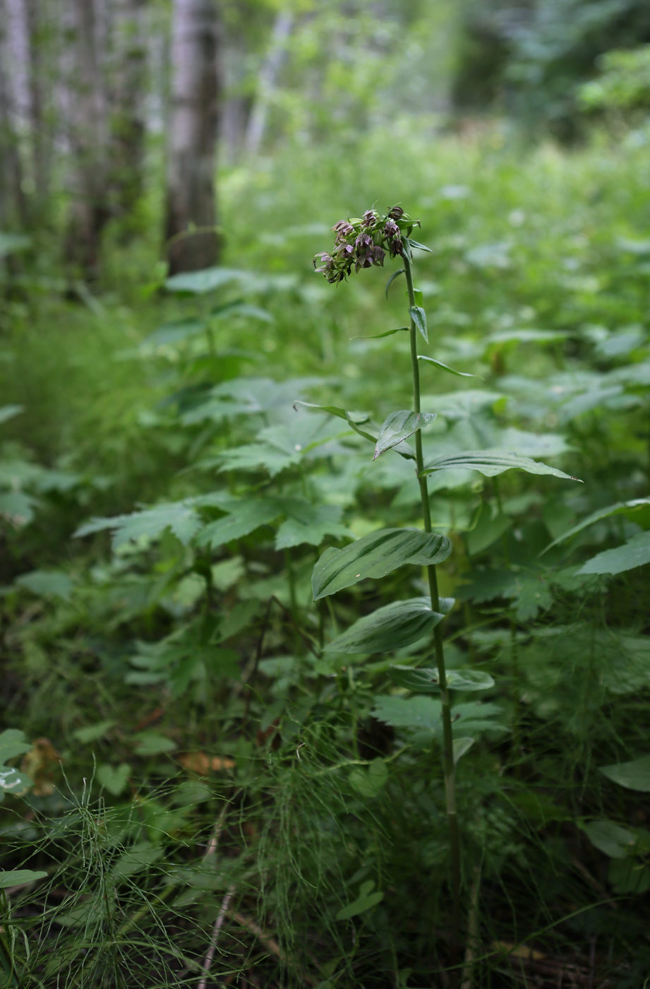 Изображение особи Epipactis helleborine.