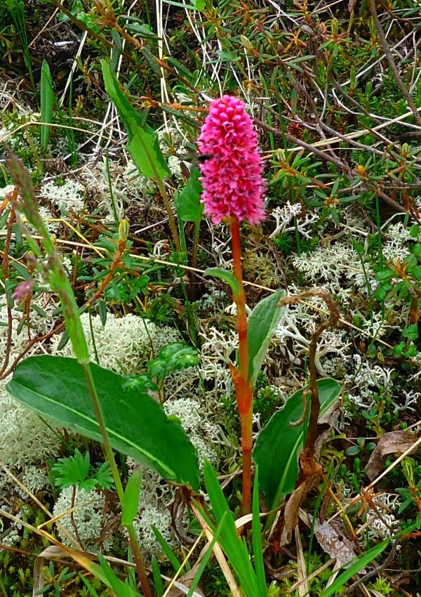 Image of Bistorta plumosa specimen.