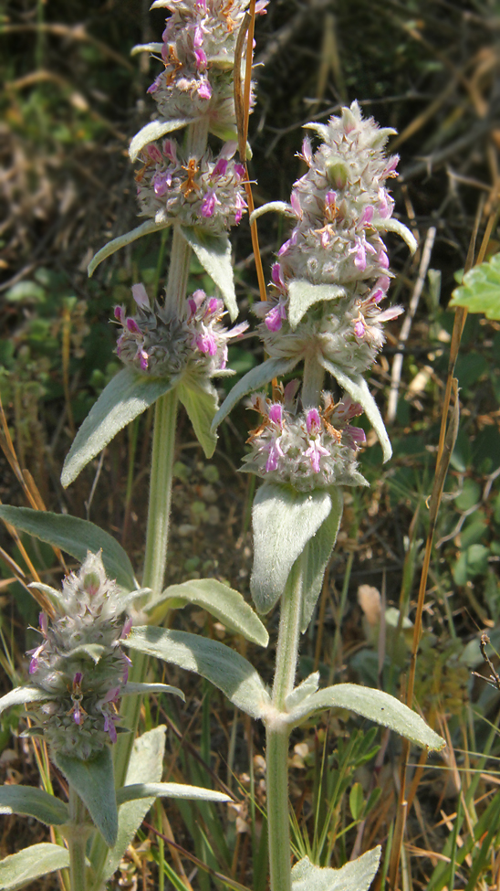 Изображение особи Stachys velata.