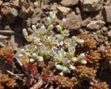 Sedum alberti