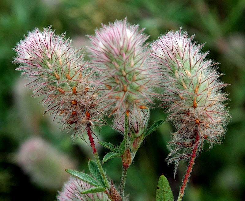 Image of Trifolium arvense specimen.