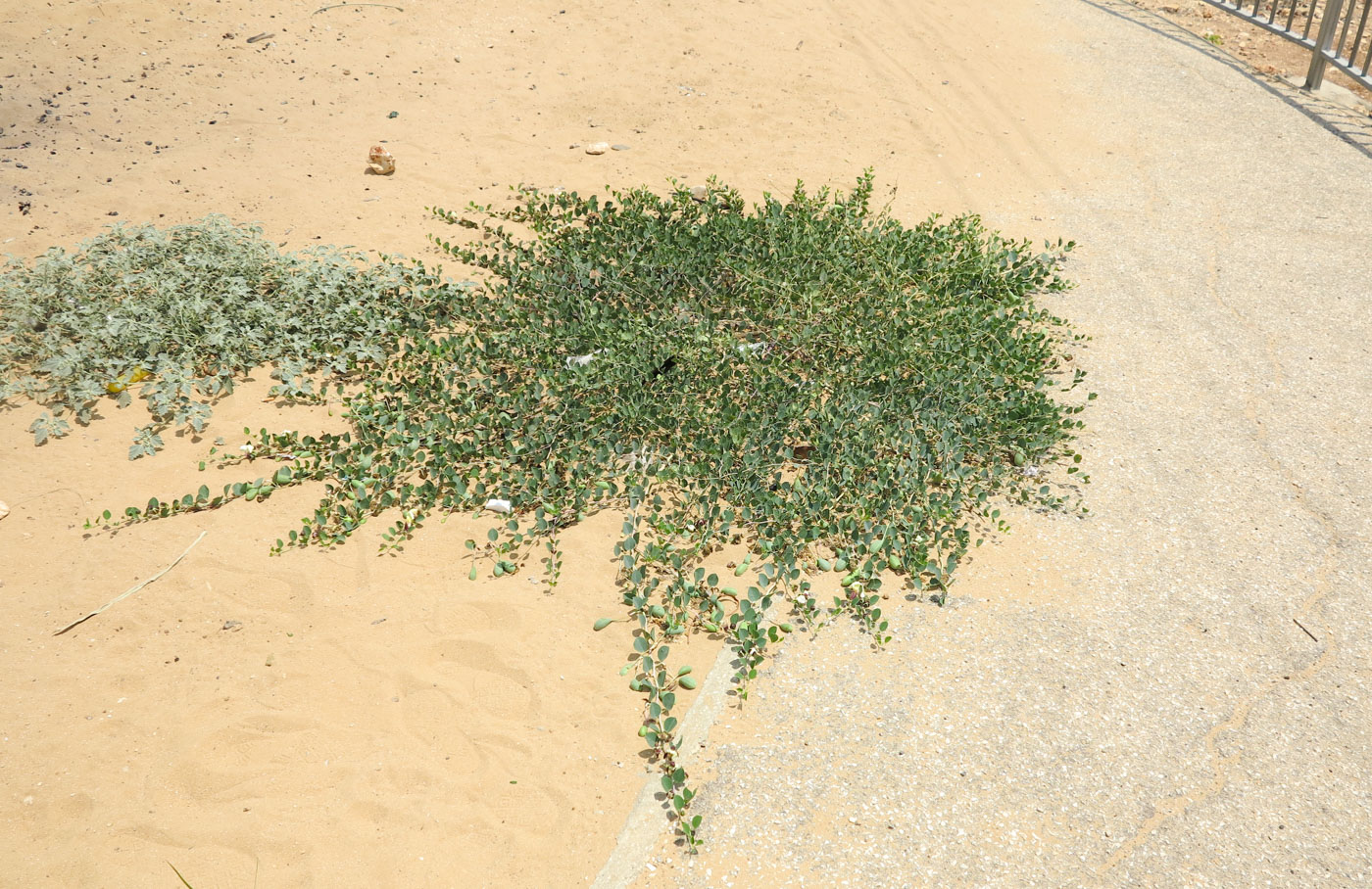 Image of Capparis zoharyi specimen.
