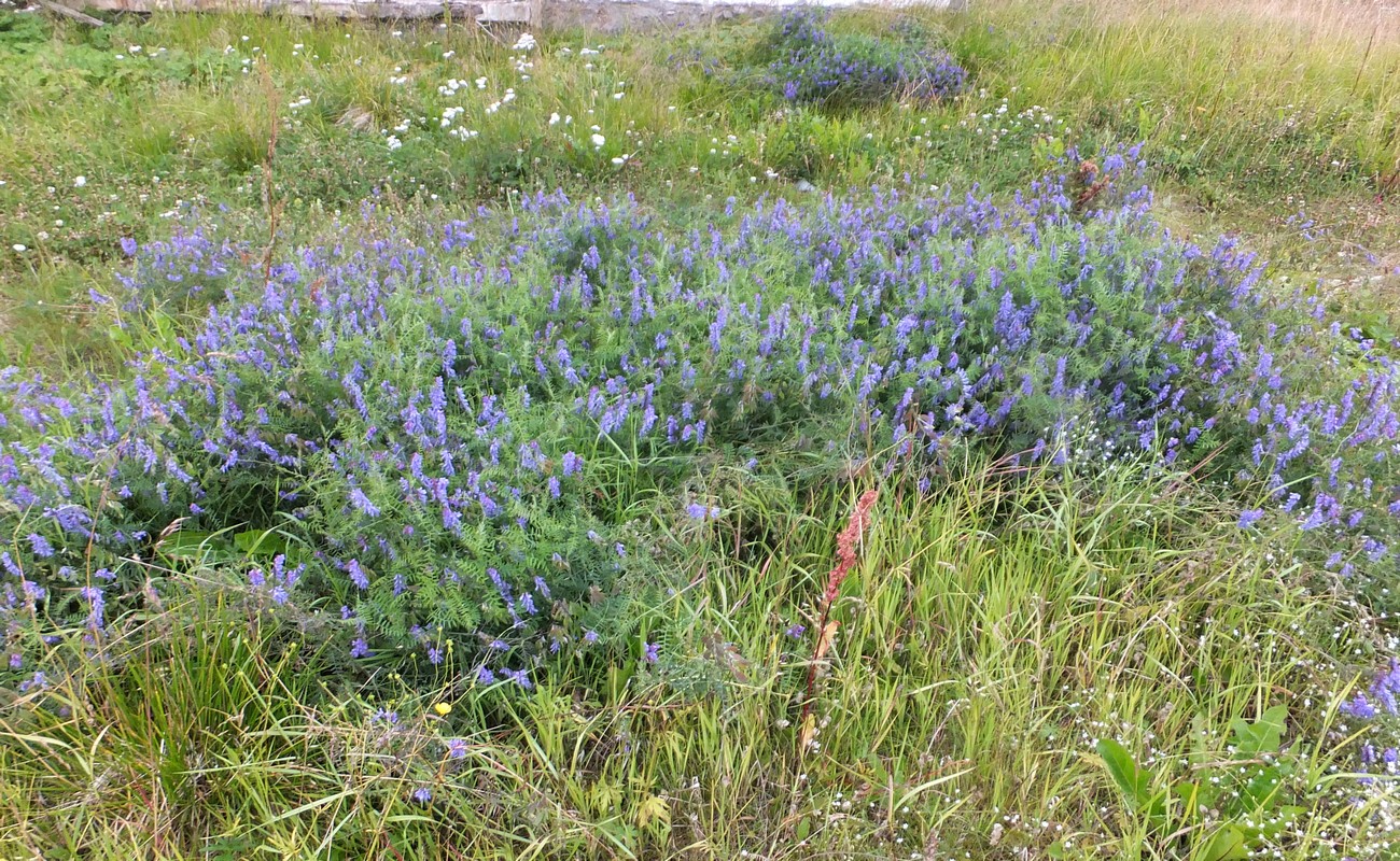 Изображение особи Vicia cracca.