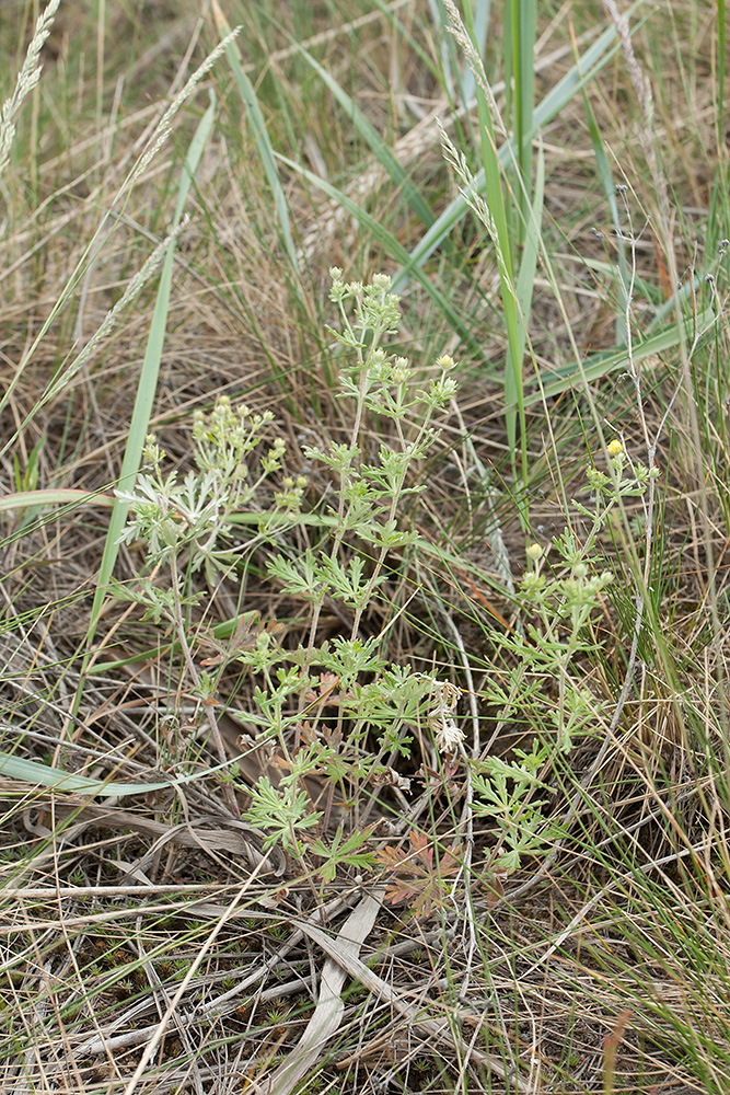 Изображение особи Potentilla argentea.