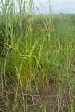 Scirpus radicans