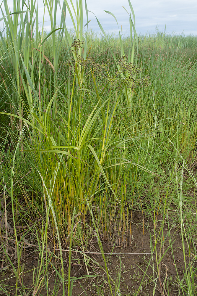 Изображение особи Scirpus radicans.