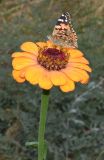 Zinnia elegans