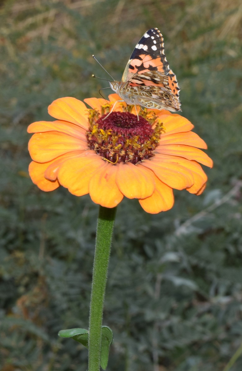 Изображение особи Zinnia elegans.