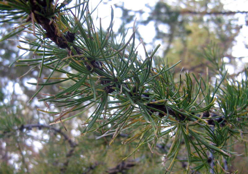 Image of Larix sibirica specimen.