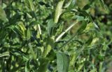 Смотреть изображение Campanula medium