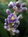 Liriope muscari