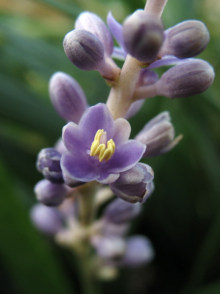 Image of Liriope muscari specimen.