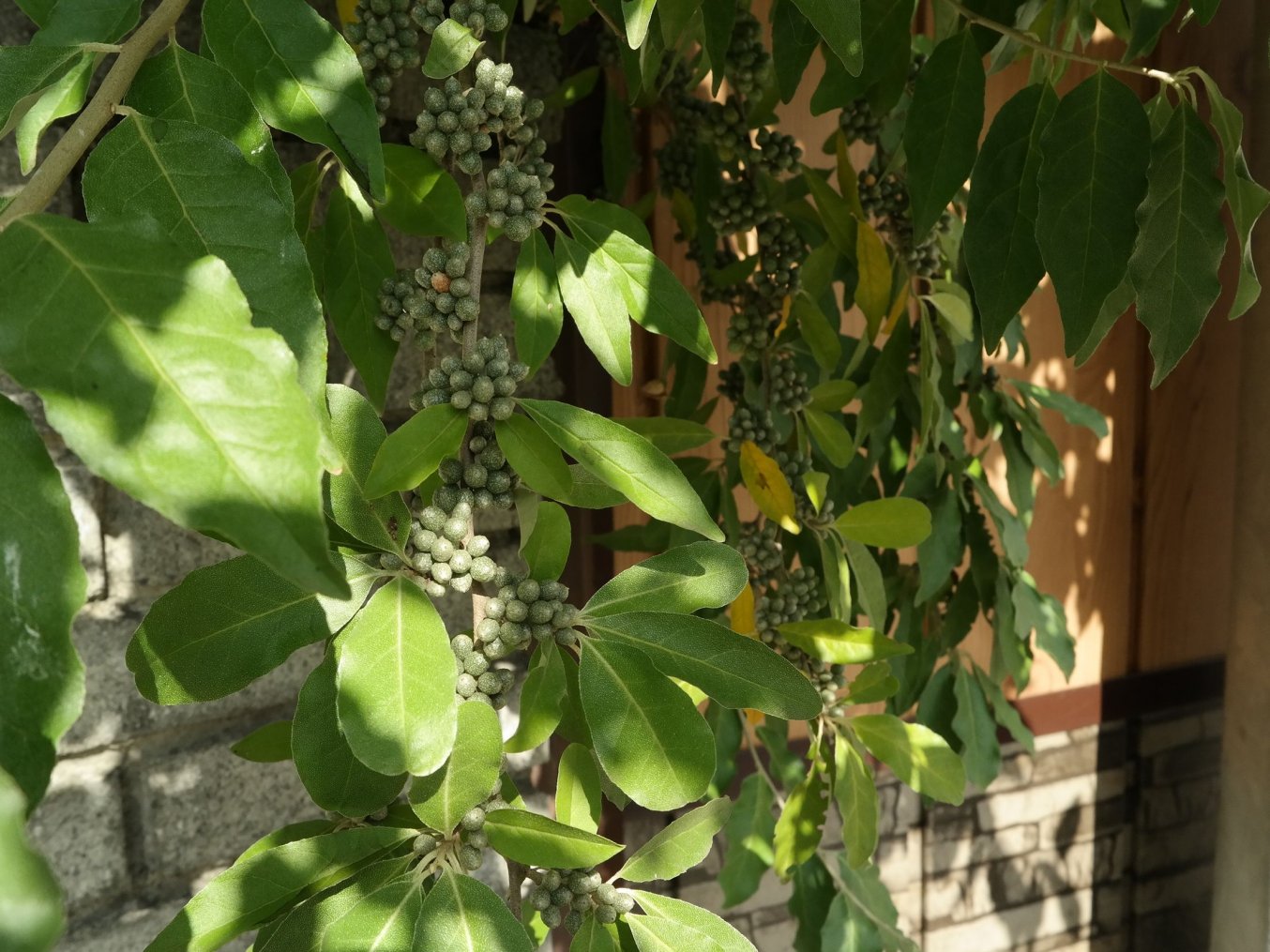 Image of Elaeagnus umbellata specimen.