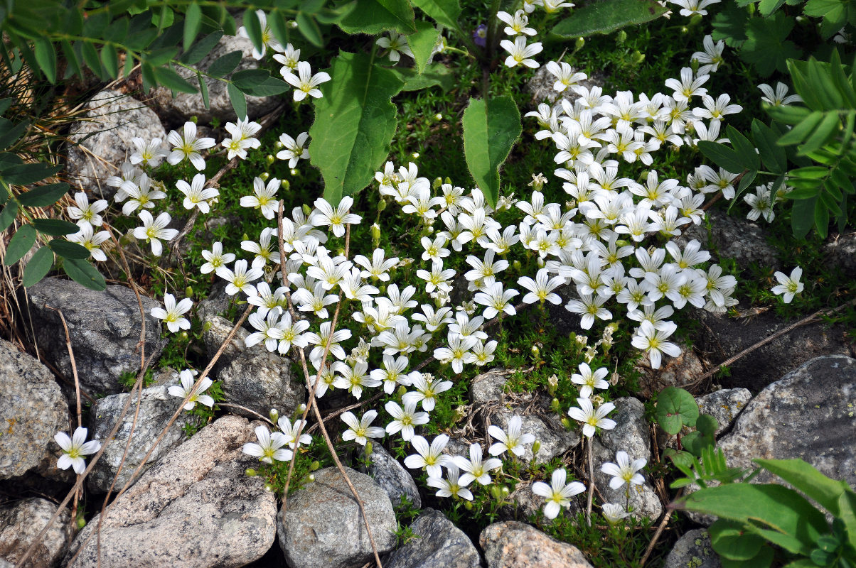 Изображение особи Minuartia imbricata.