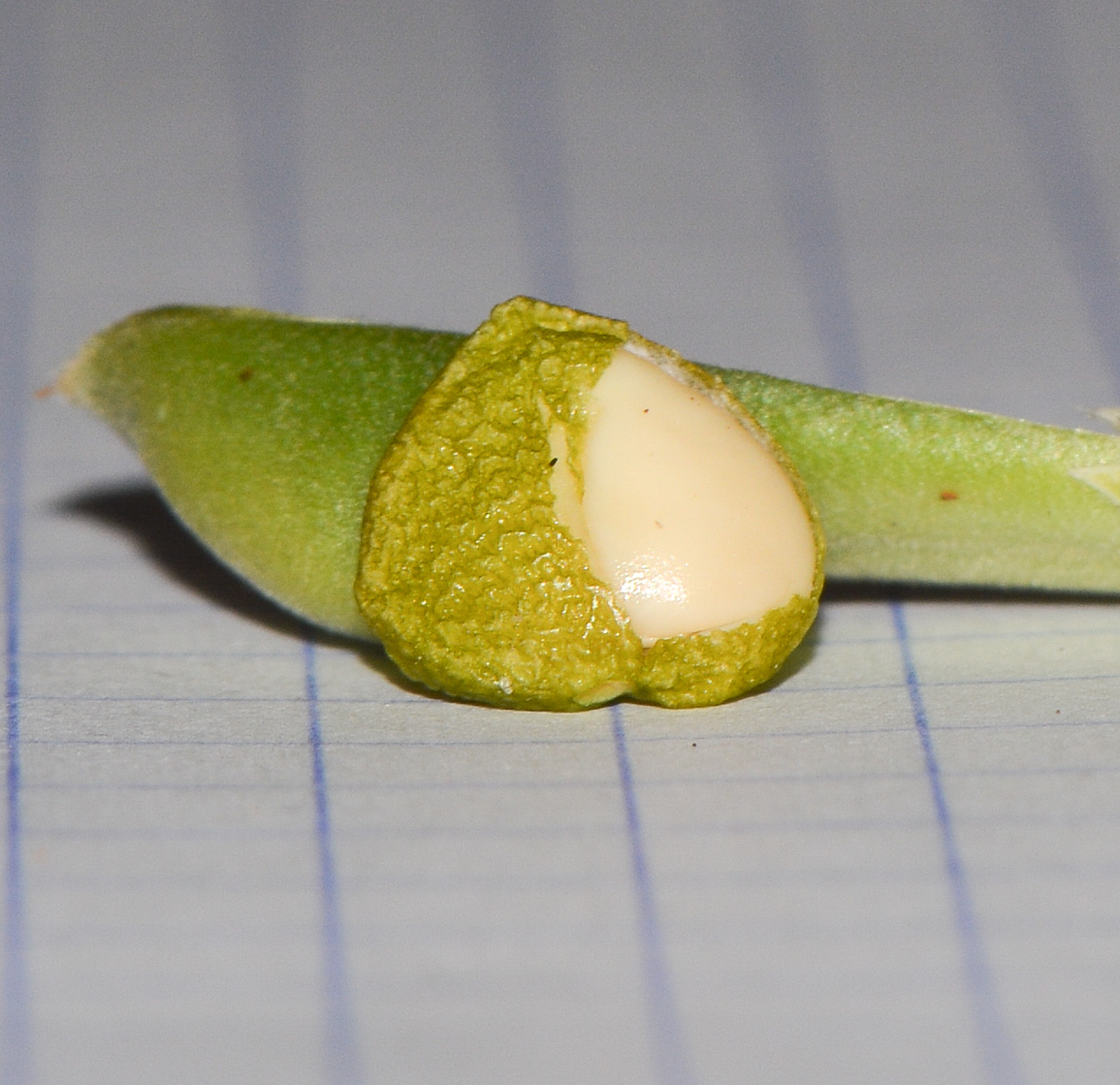 Image of Justicia adhatoda specimen.