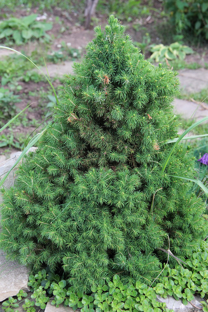 Изображение особи Picea glauca.