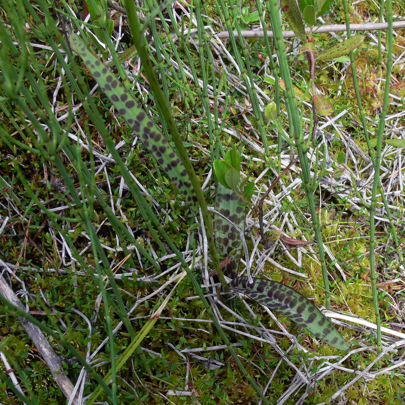 Image of Dactylorhiza fuchsii specimen.