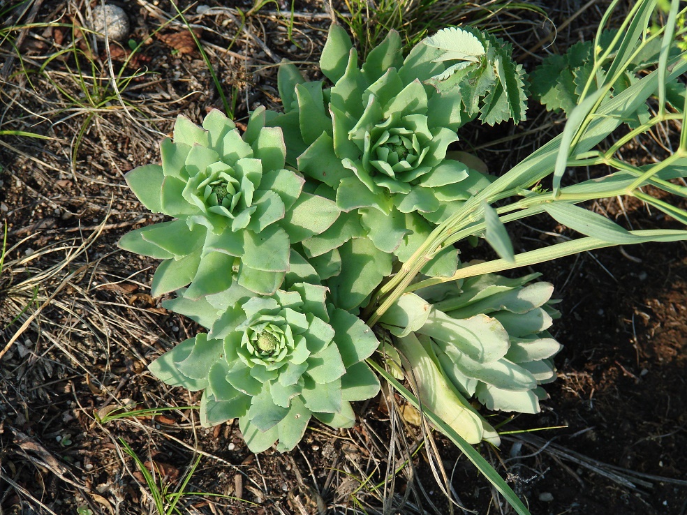 Изображение особи Orostachys malacophylla.