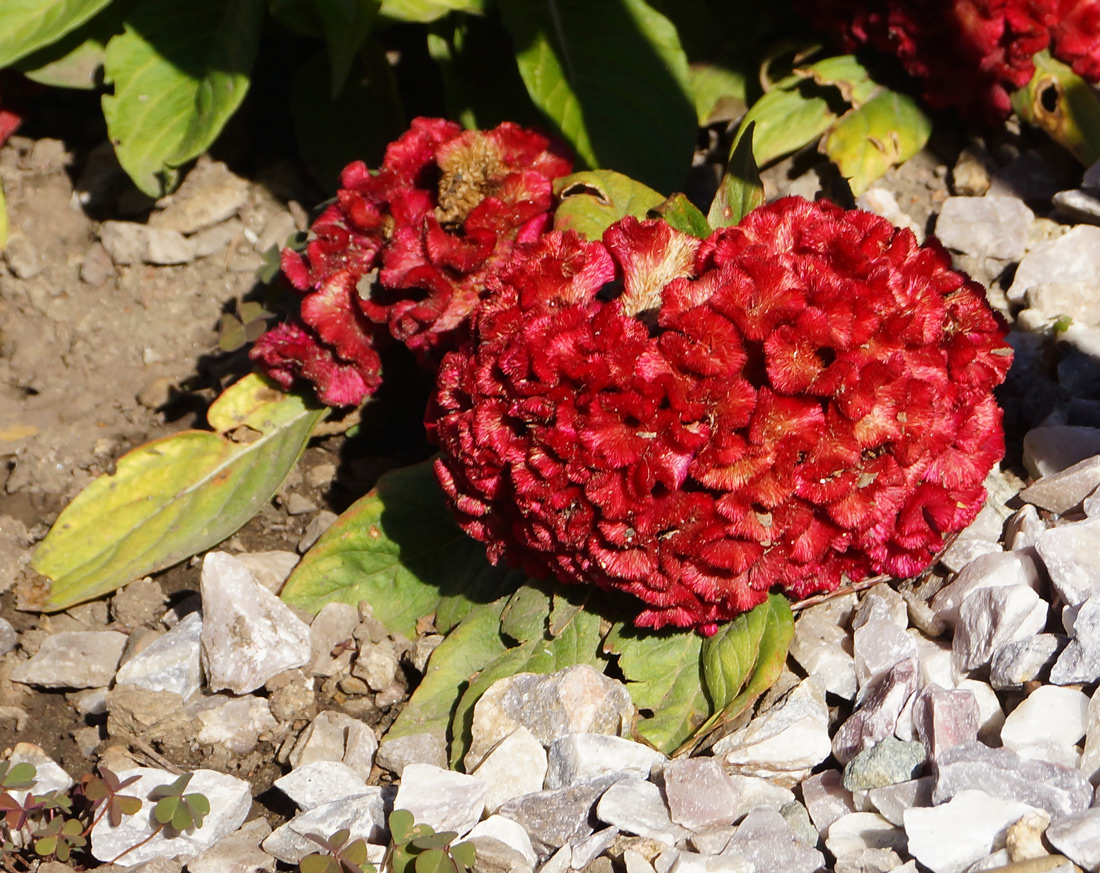 Image of Celosia cristata specimen.