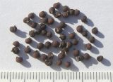 Image of taxon representative. Author is Сергей Банкетов