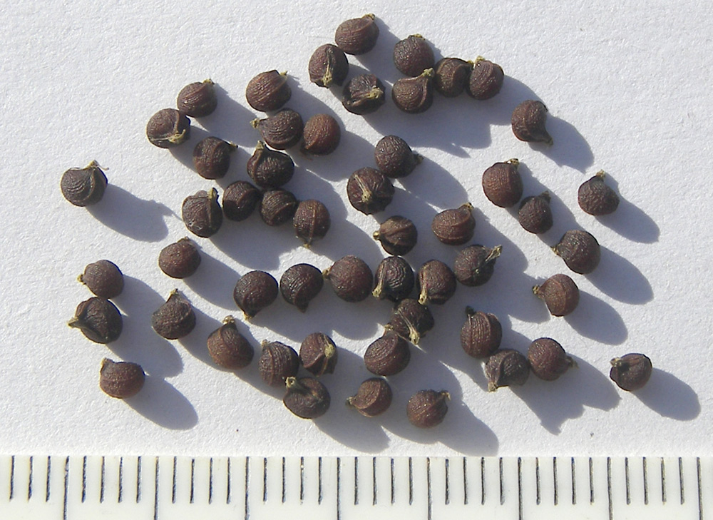 Image of Smyrnium perfoliatum specimen.
