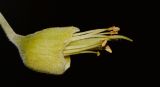 Sophora tomentosa