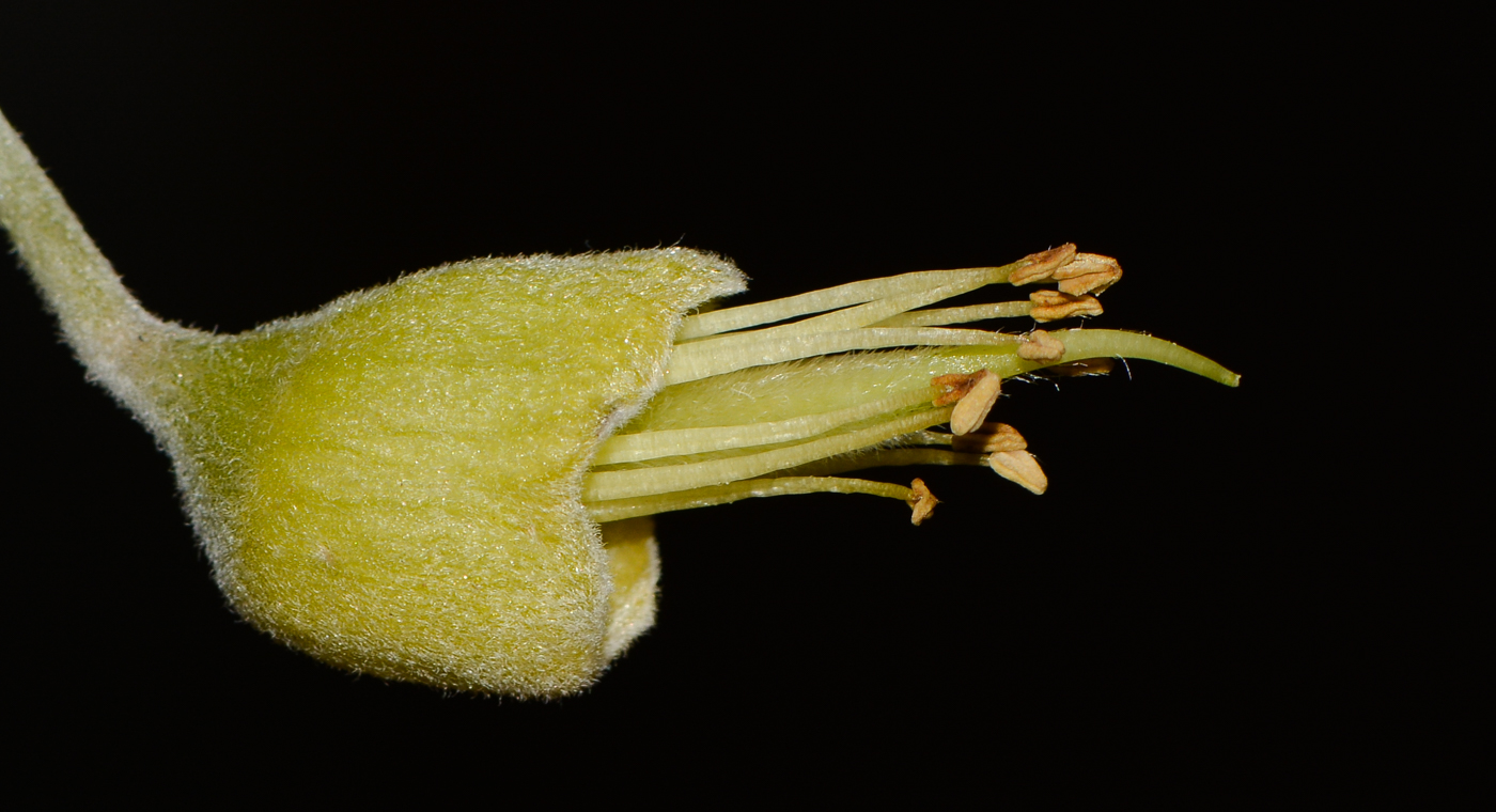 Image of Sophora tomentosa specimen.