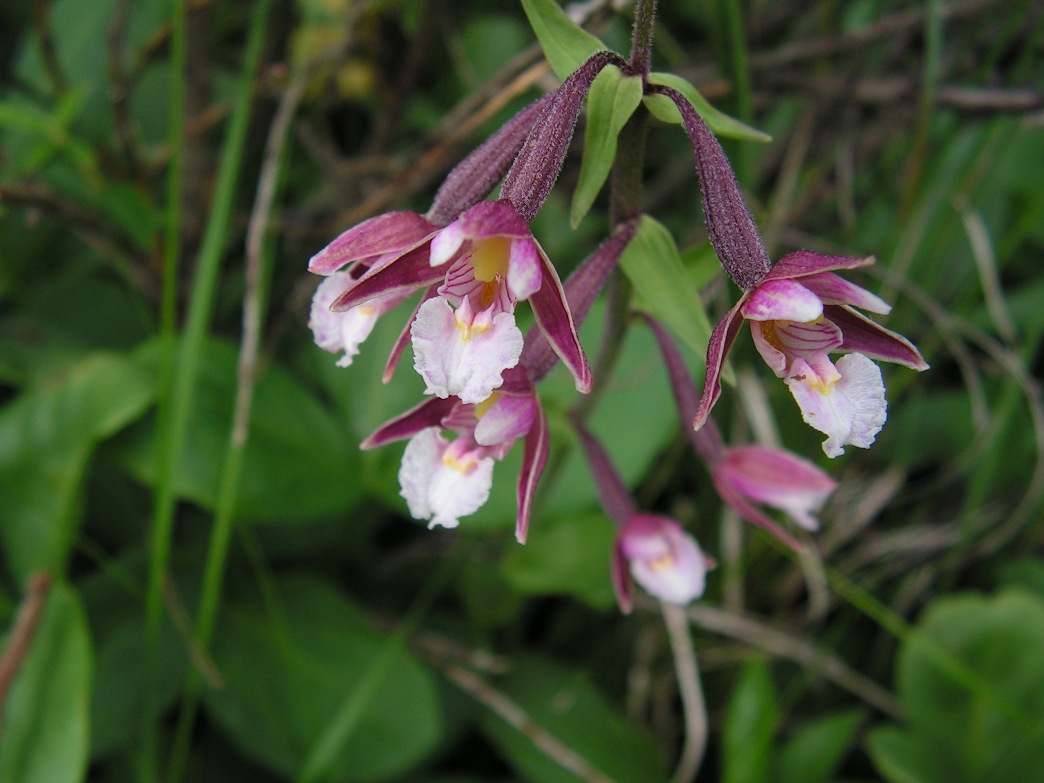 Изображение особи Epipactis palustris.