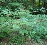 Aralia racemosa. Взрослое растение. Приморский край, Уссурийский городской округ, окр. с. Горно-Таёжное, Дендрарий ГТС им. Комарова. 06.07.2016.