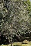 Olea europaea