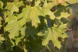 Acer platanoides. Листья. Саратов, Лысая гора. 13.09.2014.